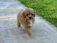 AKC Toy Poodle 🩵, a male Poodle - Toy  for sale in Phoenix, AZ – Photo 2 of 4