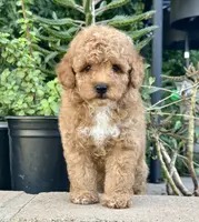 AKC Toy Poodle 🩵, a male Poodle - Toy  for sale in Phoenix, AZ – Photo 3 of 4