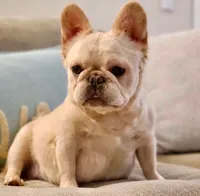 Fluffy Frenchie, a male French Bulldog for sale in Phoenix, AZ – 8 of 8