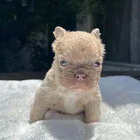 Fluffy New Shade Isabella Fawn, a female French Bulldog for sale in Phoenix, AZ – 3 of 6