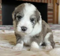 "Ivy", a female Sheepadoodle for sale in Phoenix, AZ – Photo 3 of 5