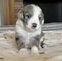 "Ivy", a female Sheepadoodle for sale in Phoenix, AZ – Photo 4 of 5