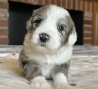 "Ivy", a female Sheepadoodle for sale in Phoenix, AZ – Photo 1 of 5