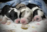"Ivy", a female Sheepadoodle for sale in Phoenix, AZ – Photo 5 of 5