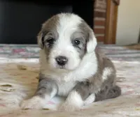 "Ivy", a female Sheepadoodle for sale in Phoenix, AZ – Photo 2 of 5