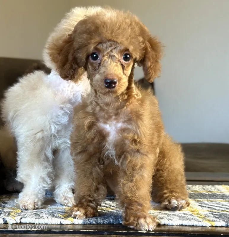 "Poppy" Red Female – Poodle - Toy , Poodle - Miniature  puppy for sale in Phoenix, AZ