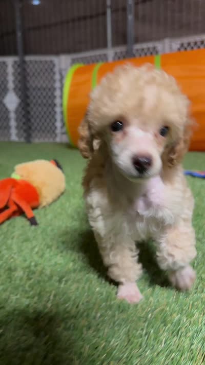 "Honey" Apricot Female, a female Poodle - Toy  and Poodle - Miniature  for sale in Phoenix, AZ – 2 of 4