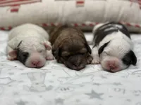 Mini Sheepadoodle, a female Poodle - Toy  and Sheepadoodle for sale in Phoenix, AZ – Photo 1 of 6