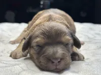Mini Sheepadoodle, a female Poodle - Toy  and Sheepadoodle for sale in Phoenix, AZ – Photo 5 of 6