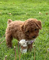 🐾♥️ AKC Red Toy Poodle ♥️🐾, a female Poodle - Toy  for sale in Phoenix, AZ – Photo 2 of 3