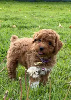 🐾♥️ AKC Red Toy Poodle ♥️🐾, a female Poodle - Toy  for sale in Phoenix, AZ – Photo 1 of 3