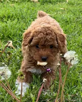 🐾♥️ AKC Red Toy Poodle ♥️🐾, a female Poodle - Toy  for sale in Phoenix, AZ – Photo 3 of 3