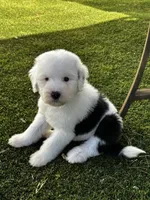 Female Sheepadoodle, a female Sheepadoodle for sale in Phoenix, AZ – Photo 4 of 7