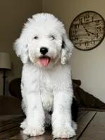 Female Sheepadoodle, a female Sheepadoodle for sale in Phoenix, AZ – 2 of 7