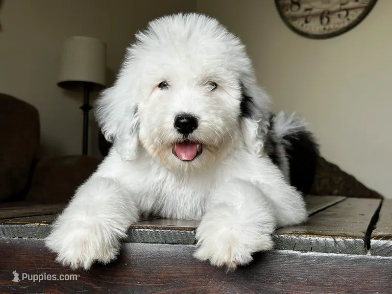 Female Sheepadoodle – Sheepadoodle puppy for sale in Phoenix, AZ