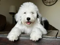 Female Sheepadoodle, a female Sheepadoodle for sale in Phoenix, AZ – 1 of 7