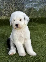 Female Sheepadoodle, a female Sheepadoodle for sale in Phoenix, AZ – Photo 3 of 7