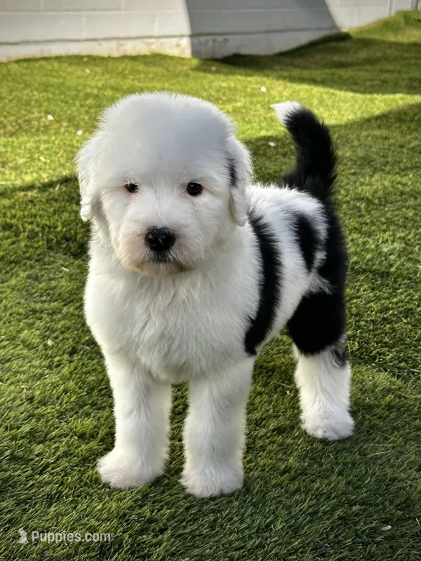 Female Sheepadoodle – Sheepadoodle puppy for sale in Phoenix, AZ