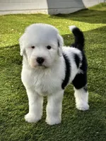 Female Sheepadoodle, a female Sheepadoodle for sale in Phoenix, AZ – Photo 1 of 7