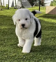 Female Sheepadoodle, a female Sheepadoodle for sale in Phoenix, AZ – Photo 2 of 7