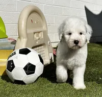 Female Sheepadoodle, a female Sheepadoodle for sale in Phoenix, AZ – Photo 5 of 7