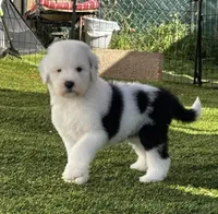 Female Sheepadoodle, a female Sheepadoodle for sale in Phoenix, AZ – Photo 6 of 7