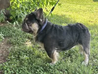 AKC Full Rights, a male French Bulldog for sale in Phoenix, AZ – Photo 2 of 4