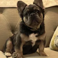 AKC Full Rights, a male French Bulldog for sale in Phoenix, AZ – Photo 1 of 4