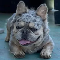 AKC Full Rights, a male French Bulldog for sale in Phoenix, AZ – Photo 3 of 4