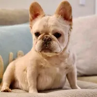 AKC Full Rights, a male French Bulldog for sale in Phoenix, AZ – Photo 4 of 4