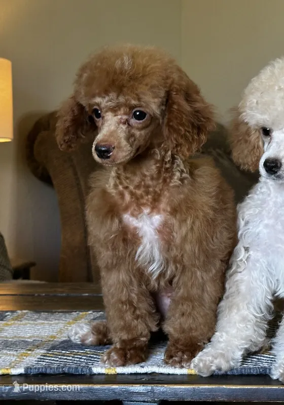 "Poppy" Red Female – Poodle - Toy , Poodle - Miniature  puppy for sale in Phoenix, AZ