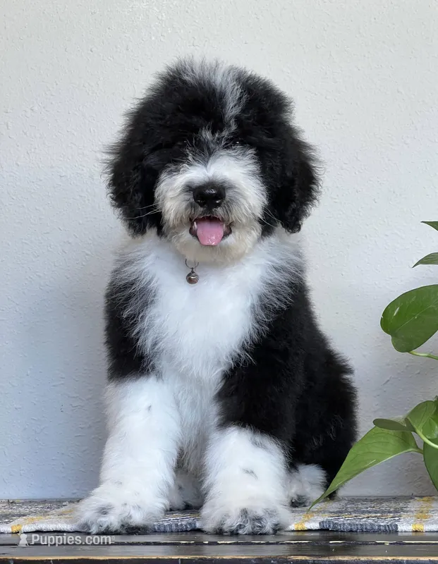 F1 Standard Sheepadoodle