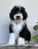 F1 Standard Sheepadoodle, a male Sheepadoodle for sale in Phoenix, AZ – Photo 1 of 5