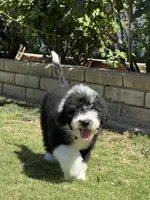 F1 Standard Sheepadoodle, a male Sheepadoodle for sale in Phoenix, AZ – Photo 3 of 5