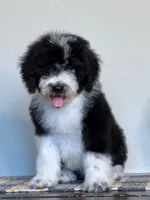 F1 Standard Sheepadoodle, a male Sheepadoodle for sale in Phoenix, AZ – Photo 2 of 5