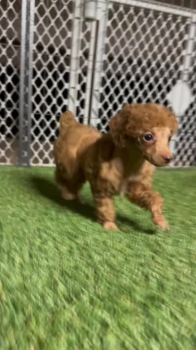 "Poppy" Red Female, a female Poodle - Toy  and Poodle - Miniature  for sale in Phoenix, AZ – 2 of 2
