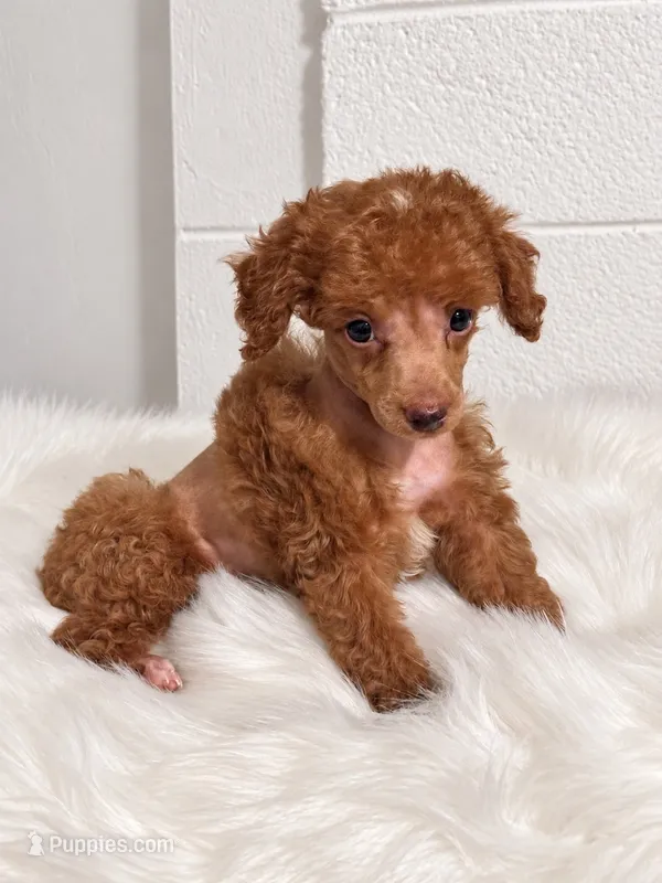 "Poppy" Red Female – Poodle - Toy , Poodle - Miniature  puppy for sale in Phoenix, AZ