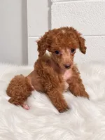 "Poppy" Red Female, a female Poodle - Toy  and Poodle - Miniature  for sale in Phoenix, AZ – 1 of 2