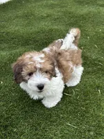 Rougie the Maltipoo 🖤 , a male Maltipoo for sale in Phoenix, AZ – Photo 2 of 6