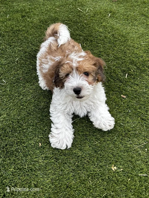 Rougie the Maltipoo 🖤 , a male Maltipoo for sale in Phoenix, AZ – Photo 1 of 6