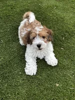 Rougie the Maltipoo 🖤 , a male Maltipoo for sale in Phoenix, AZ – Photo 1 of 6