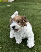 Rougie the Maltipoo 🖤 , a male Maltipoo for sale in Phoenix, AZ – Photo 3 of 6