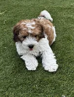 Rougie the Maltipoo 🖤 , a male Maltipoo for sale in Phoenix, AZ – Photo 4 of 6