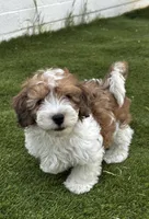 Rougie the Maltipoo 🖤 , a male Maltipoo for sale in Phoenix, AZ – Photo 5 of 6