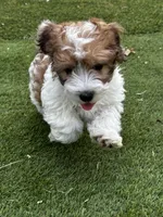 Rougie the Maltipoo 🖤 , a male Maltipoo for sale in Phoenix, AZ – Photo 6 of 6