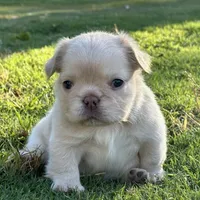 AKC Fluffy, a female French Bulldog for sale in Phoenix, AZ – Photo 4 of 8
