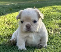 AKC Fluffy, a female French Bulldog for sale in Phoenix, AZ – Photo 4 of 8