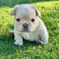 AKC Fluffy, a female French Bulldog for sale in Phoenix, AZ – Photo 2 of 8