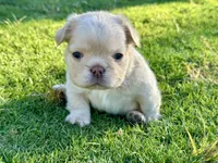 AKC Fluffy, a female French Bulldog for sale in Phoenix, AZ – Photo 2 of 8
