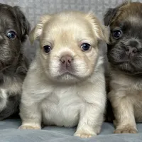 AKC Fluffy, a female French Bulldog for sale in Phoenix, AZ – Photo 8 of 8